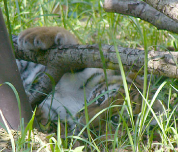 �O���[�u���Ă�킯����Ȃ�