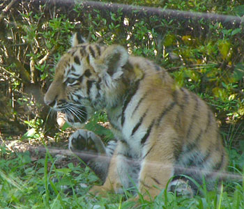 ��둫�����ƃO���[�u