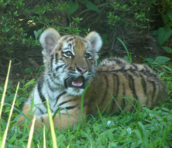 ���͂܂�����ڂ�����