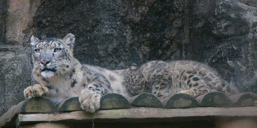 �����ς�����