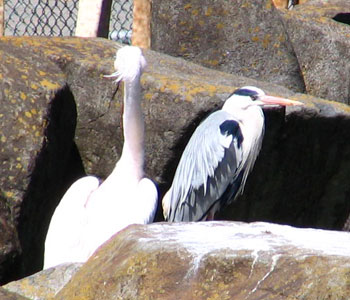 ����ꂽ���A�I�T�M