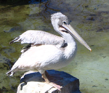 �q�}�ȃy���J��