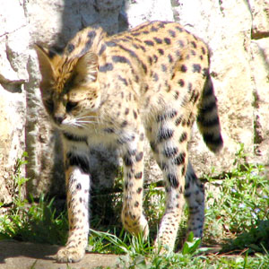 �ЂȂ��͏���