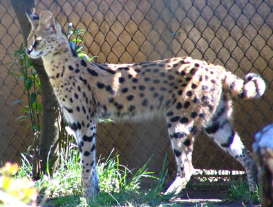 ��Ԃ̂�����