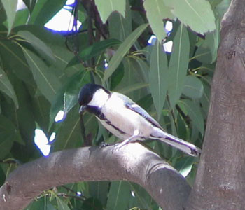 �������C�ɂȂ�V�W���E�J��