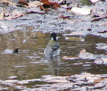 �Ђ����萅����