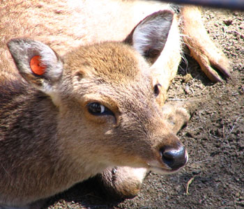 ���N�V�J�ɂɂ�܂��