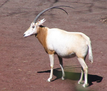 �O��ɂƂ񂪂�V���I���b�N�X