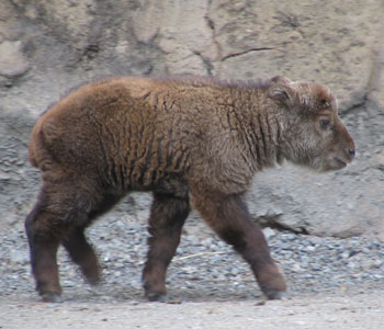 ������Ƌ}����