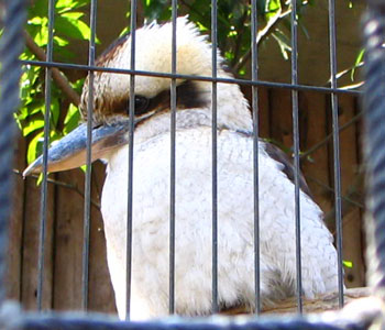 ���ō��郏���C�J���Z�~