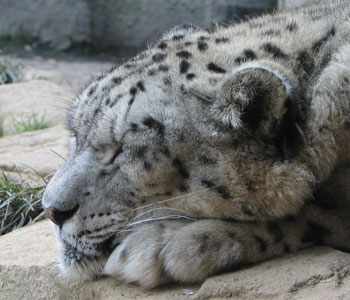 �������͐Q�郆�L�q���E