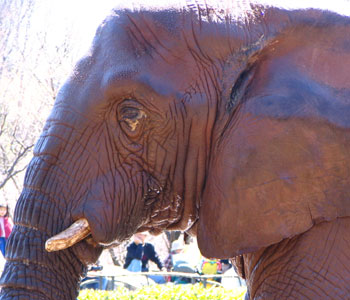 �����ӂ��ɂȂ���