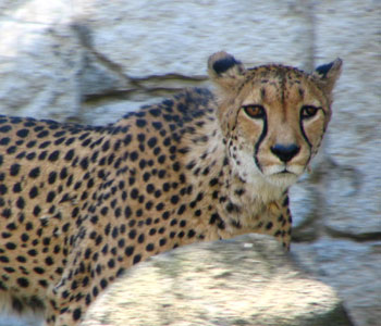 �����`�[�^�[