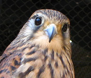 �l�C�҂�����