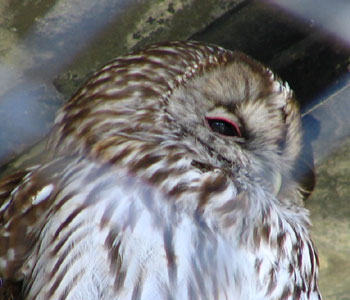 �����Ėڂ̉����Ԃ��H�t�N���E