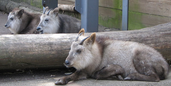 �j�z���J���V�J�̂����сH