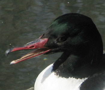 �{���M�U�M�U�̃J���A�C�T