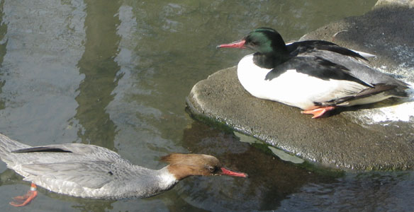 �}���Ƃ��͑O�̂߂�