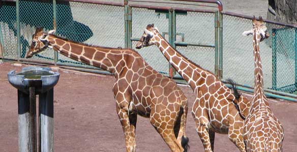 �L�����̏��ԑ҂��͎�𒷂�����