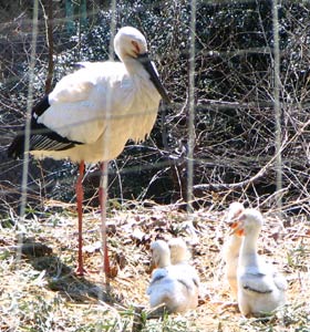 �R�E�m�g���̐e�͊炪���킢