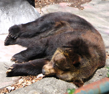 �������킢���q�O�}