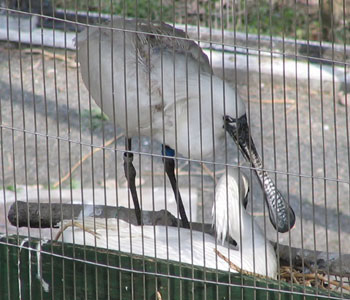 �N���c���w���T�M�͔ɐB��