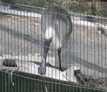 ����������p�ȃw��