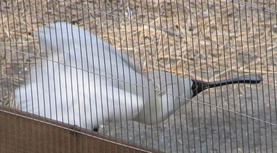 �ł����܂ɂ̓m�r�m�r������