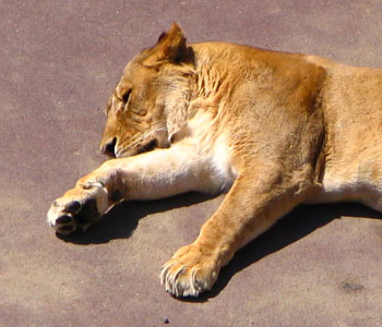 ���X���C�I���͖���