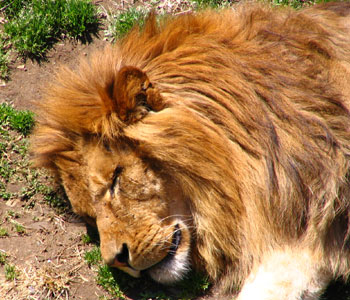 �I�X���C�I�������Ė���