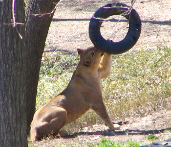 �ł�����͊y������