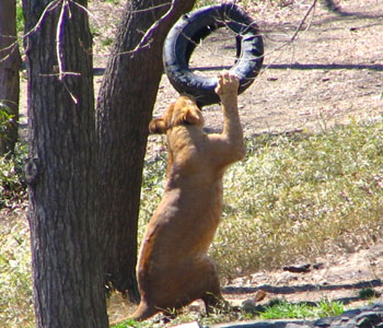 ������Ƃ��C���o�Ă���