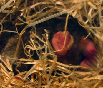 �K���K�����O��