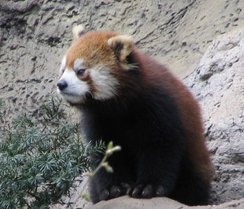 �ށI�G�T��