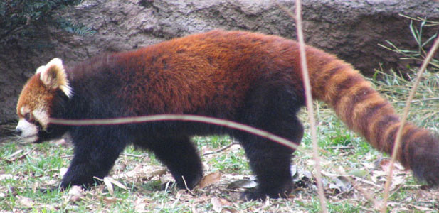 �܂�������