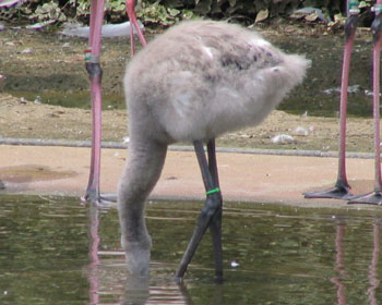 �q�t���~���S�͊炪�Ȃ�