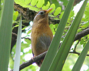 ����ɏZ�ރK�r�`���E