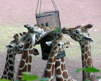 �L�����̐H��