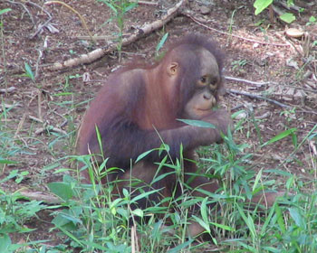 ����̎���