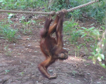 �H�ׂ���^��