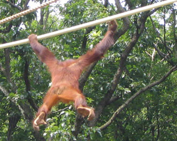 ����Ă��̌��{