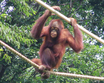 ���΂���͗���Ȃ�