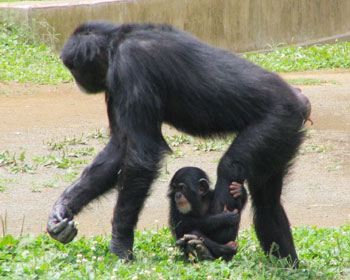 ����A����΂��