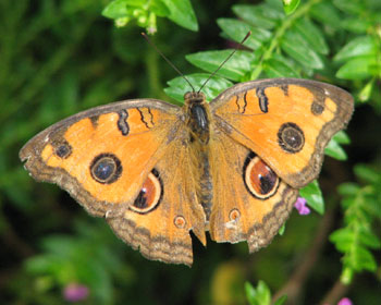 ���ꂢ�������`���E