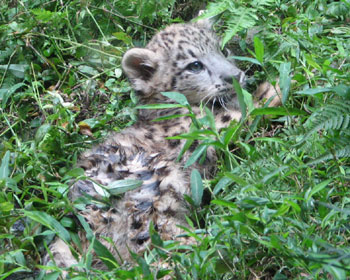 �q�l�R�͊���