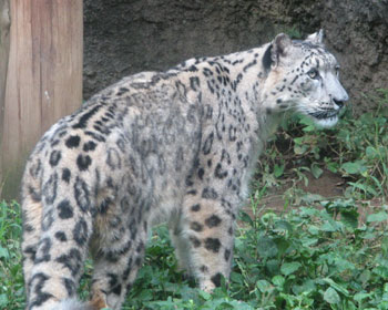 ���ꂳ��͖Z����