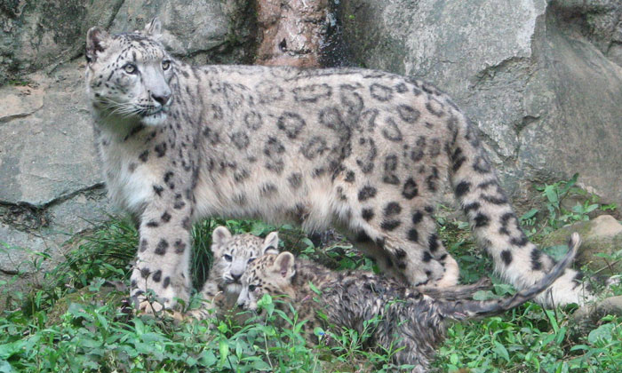 ����ɂ���Ȃ�