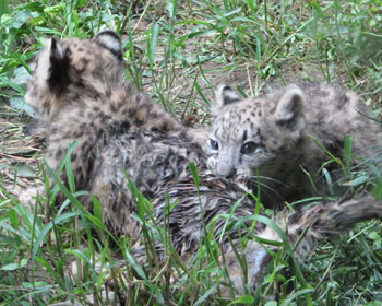 �Z��̃P�c��������