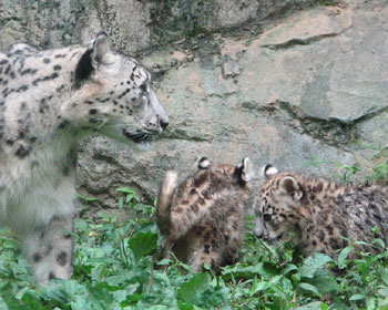 �q�l�R�͂����Ƃ��Ȃ�