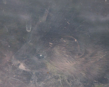 �K���X�z���C�^�`